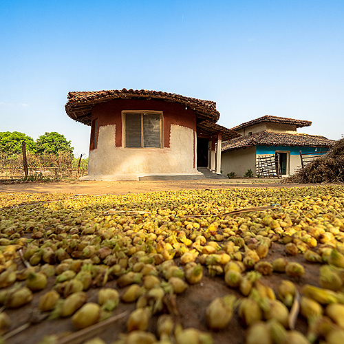 Dayabai's Sal Tree Homestay